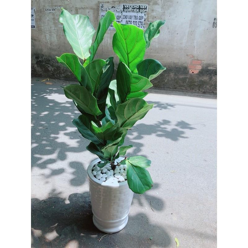 Chậu Cây Bàng Singapore