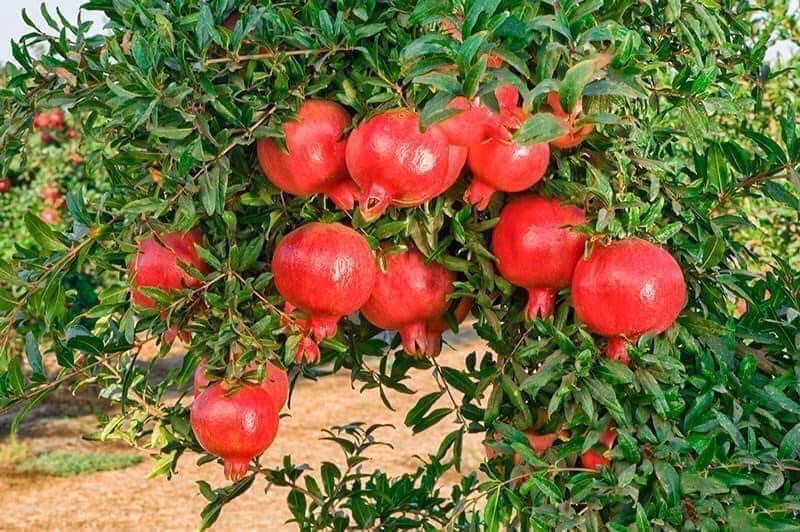 CÂY GIỐNG LỰU ĐỎ ẤN ĐỘ