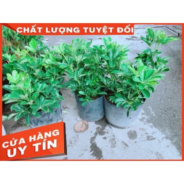 Ngũ Gia Bì Size Đại