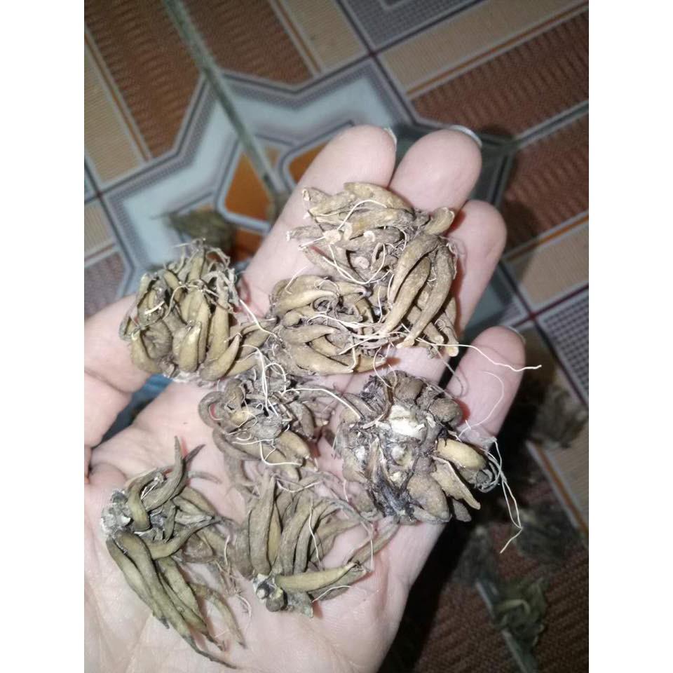 Bộ 5 củ hoa hồng mao lương đầy đủ màu sắc