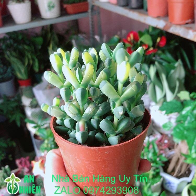 Sen Đá Tim Hàng Đẹp