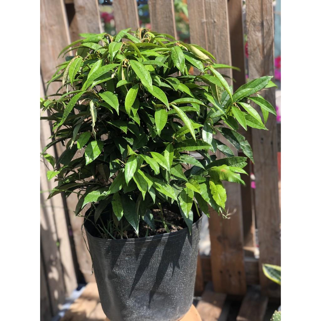 Cây Vú Sữa lò rèn Vĩnh Kim cao 70 - 90 cm