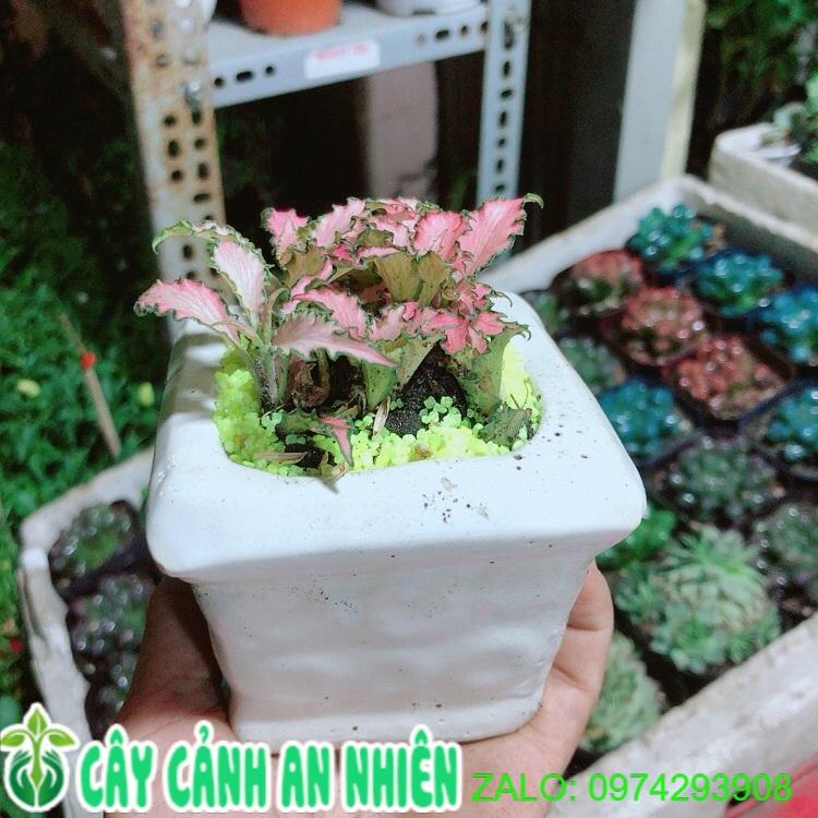 Chậu Cây Lá May Mắn Màu Hồng