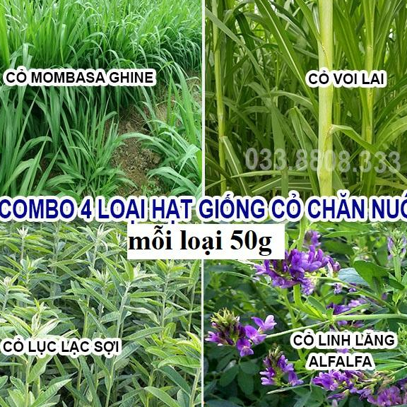 4 Loại Hạt Cỏ Chăn Nuôi Tôt Nhất