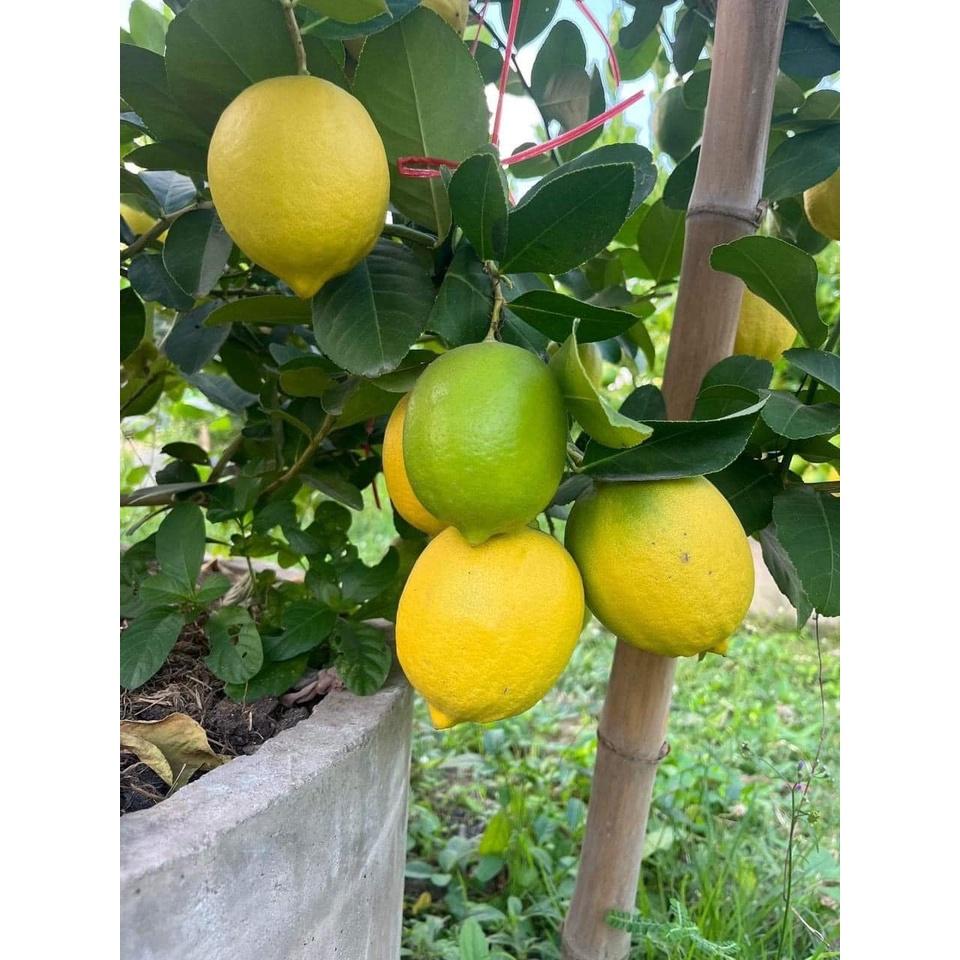 CÂY GIỐNG CHANH VÀNG MỸ quả to