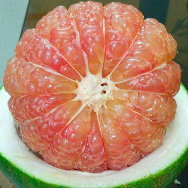 Cây giống Bưởi Da Xanh Ghép .