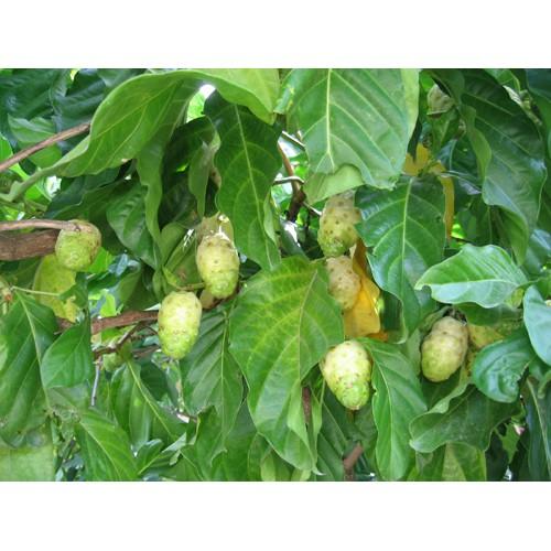 Rễ Nhàu Khô 1kg PV
