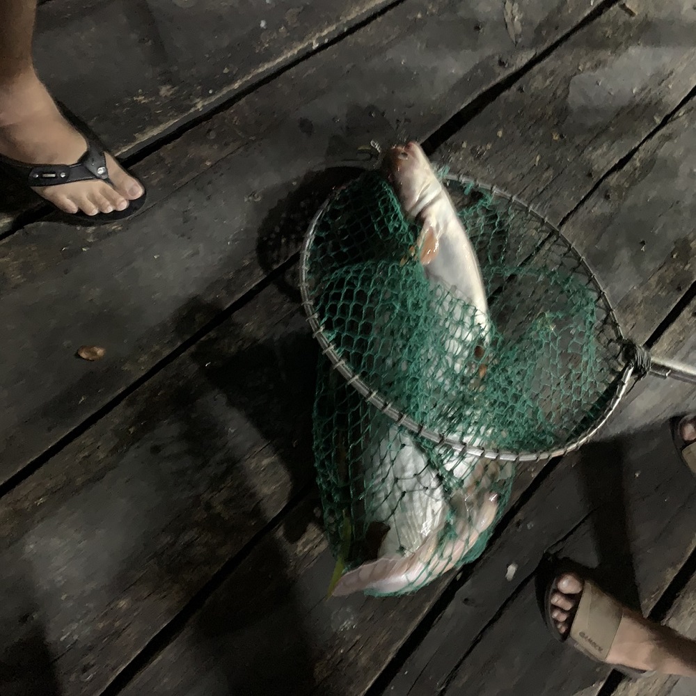 Tinh mùi câu cá tra siêu nhạy chai 60ml dòng yuhoo, làm mồi thính dụ cá da trơn cá lăng cá ngát hồ dịch vụ sông hồ tư nhiên hiệu quả