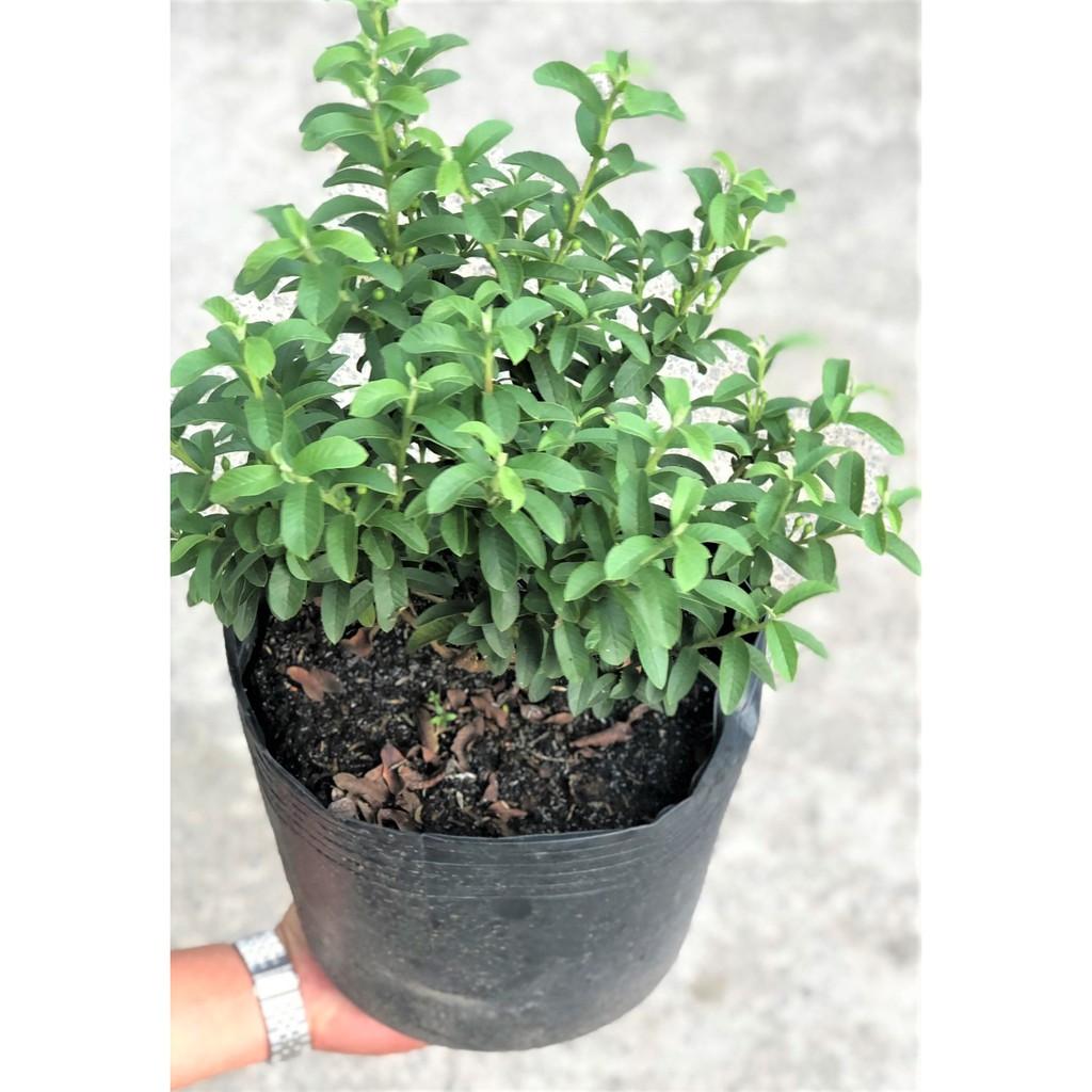 Chậu cây ổi Sẻ