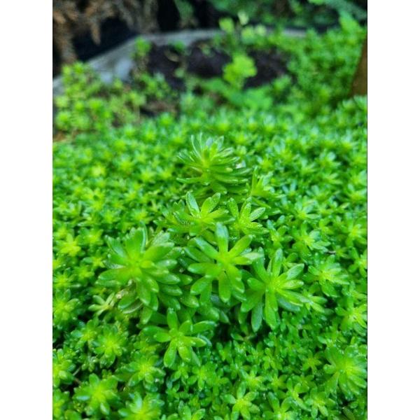 Chậu cây sedum (cây trồng làm thảm cỏ tiểu cảnh)