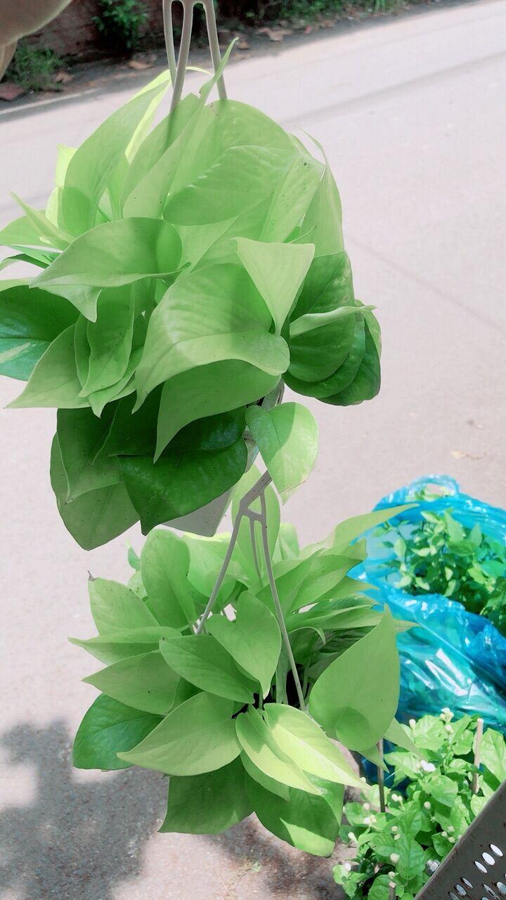 Chậu Cây Trầu Bà Thái