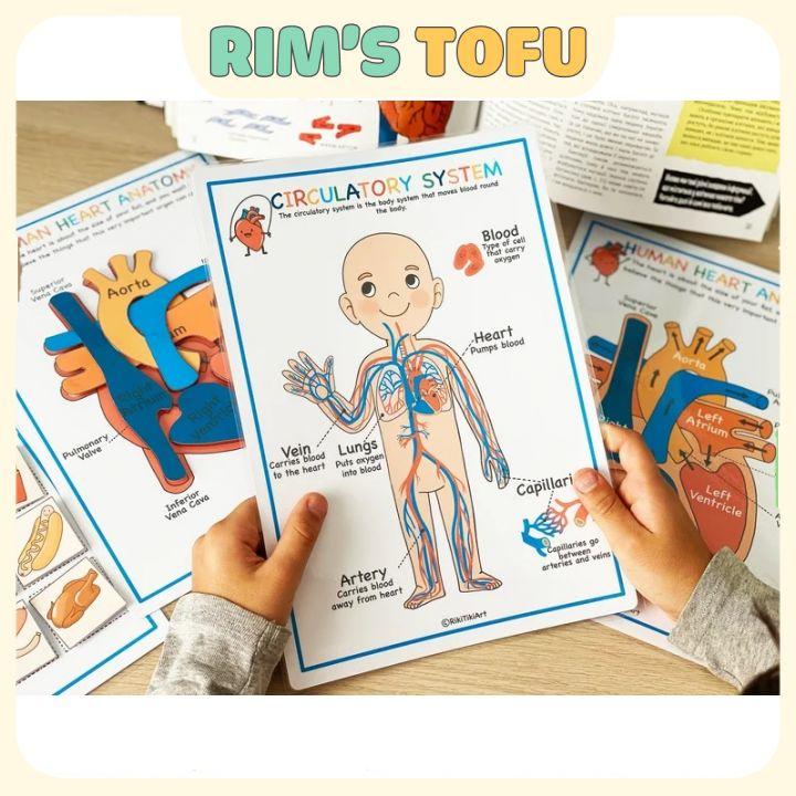 Bộ học liệu bóc dán montessori Khám phá giải phẫu cơ thể Anatomy Busy Book