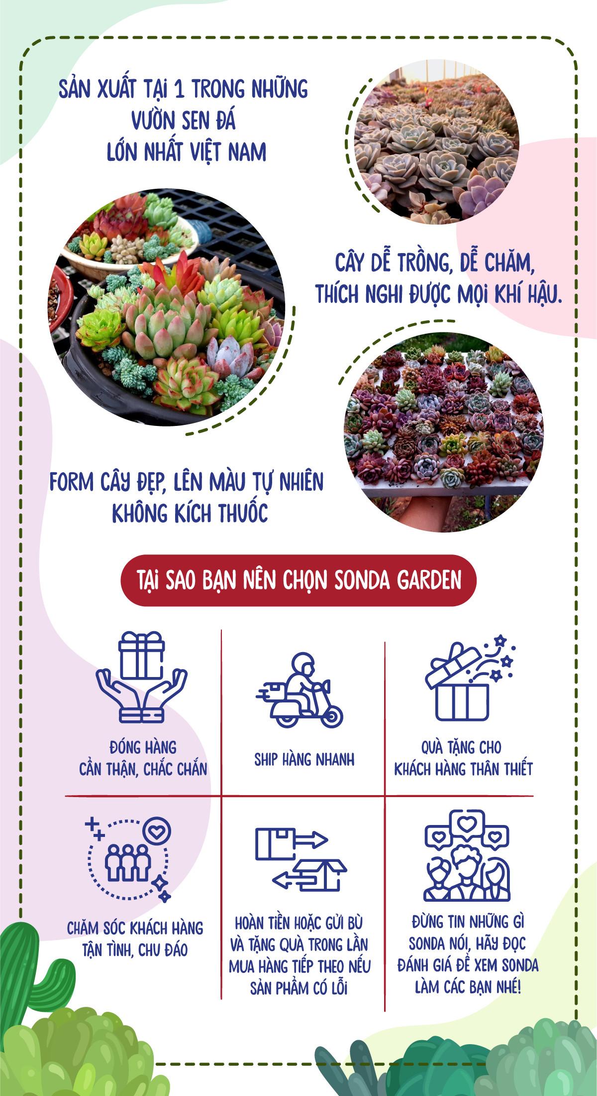 SEN ĐÁ HOA HỒNG ĐỎ SIZE MINI LỖI 1 ĐỔI 1