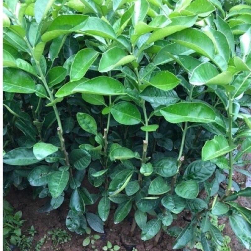 Cây giống bưởi đỏ Luận Văn hay bưởi tiến vua.