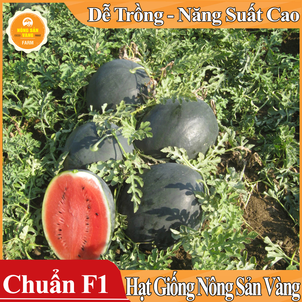 Hạt giống Dưa Hấu Hắc Mỹ Nhân
