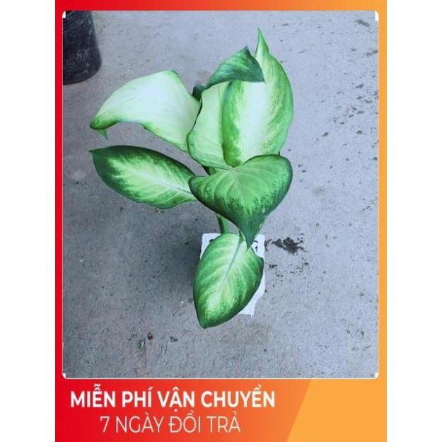 Chậu Vạn Niên Thanh