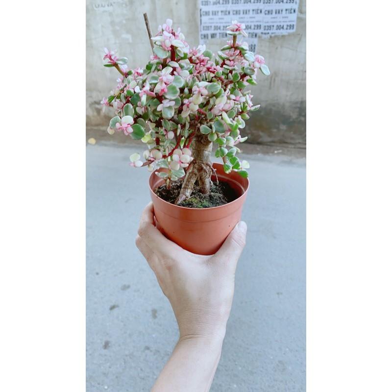 Cành Vàng Lá Ngọc Cổ Thụ