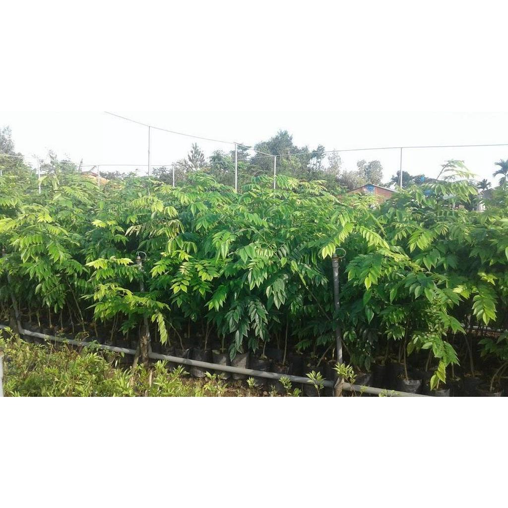 Cây sưa đỏ giống- cao 90cm-1m