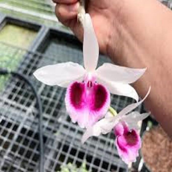 Sản Phẩm Hoa lan phi điệp- mít xuân sơn