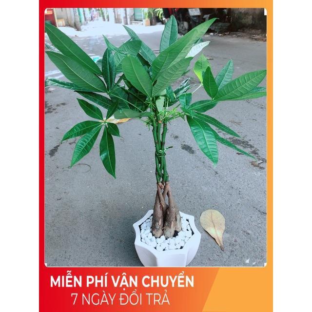 Chậu Kim Ngân 5 Thân Thắt Bính