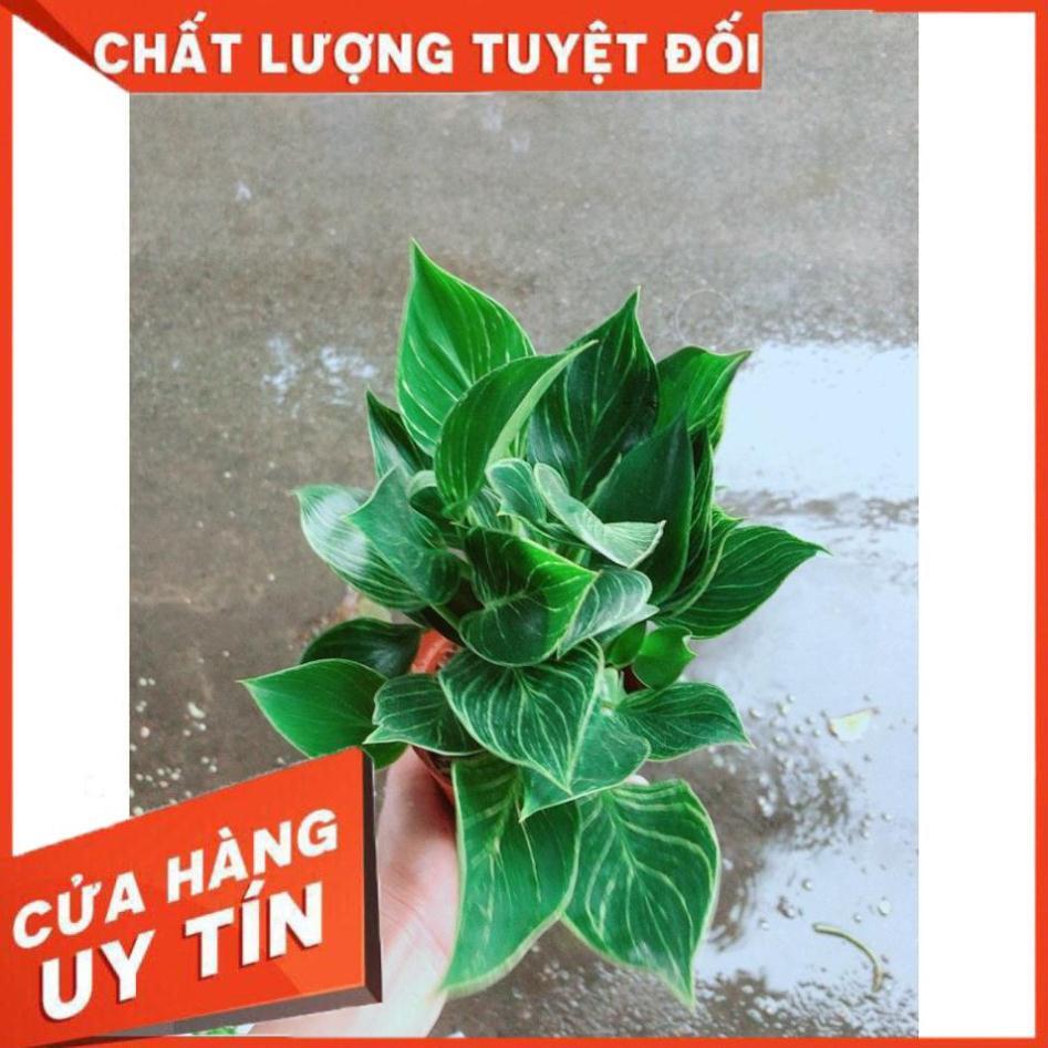 Cây Trầu Bà Cẩm Thạch Hay Trầu Bà Kim Cương Hoặc PHILODENDRON BIRKIN
