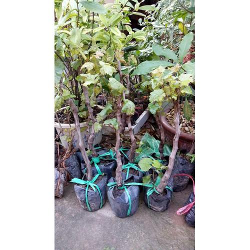 Combo 2 cây nho pháp giống rễ khỏe