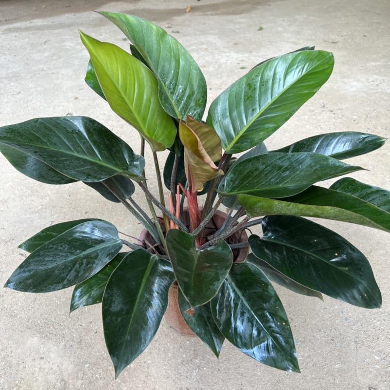 Cây trầu bà đế vương đỏ cỡ to bán kính 40cm, cây cảnh phong thủy nội thất trồng để bàn và ban công