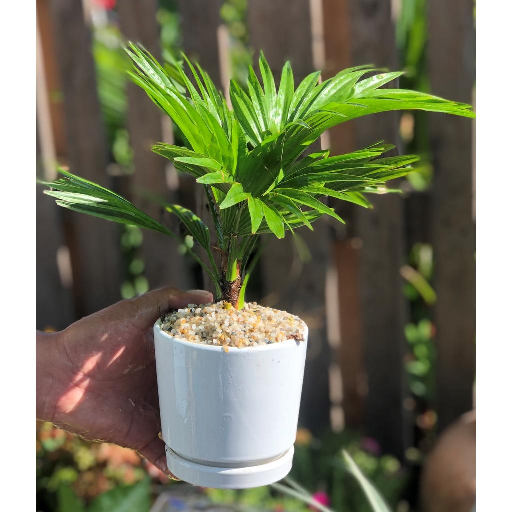 Chậu sứ cây Cọ Pháp trang trí trong nha