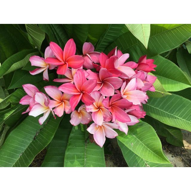 Cây sứ đại vàng ,Hồng trắng