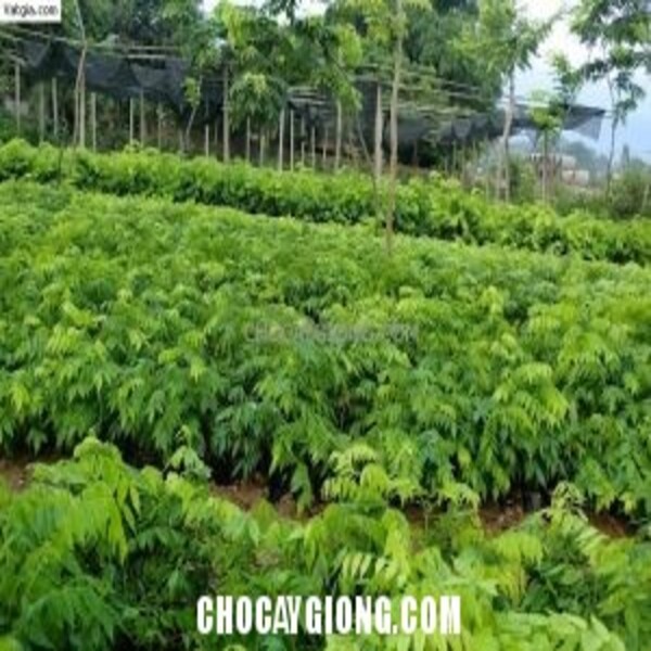 CÂY SƯA ĐỎ