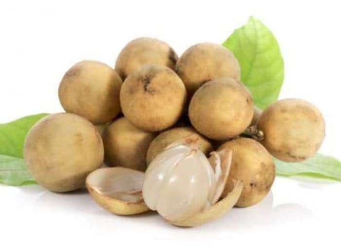 Cây giống Bòn bon thái ghép, 1,5 năm cho trái _Nam trân quả