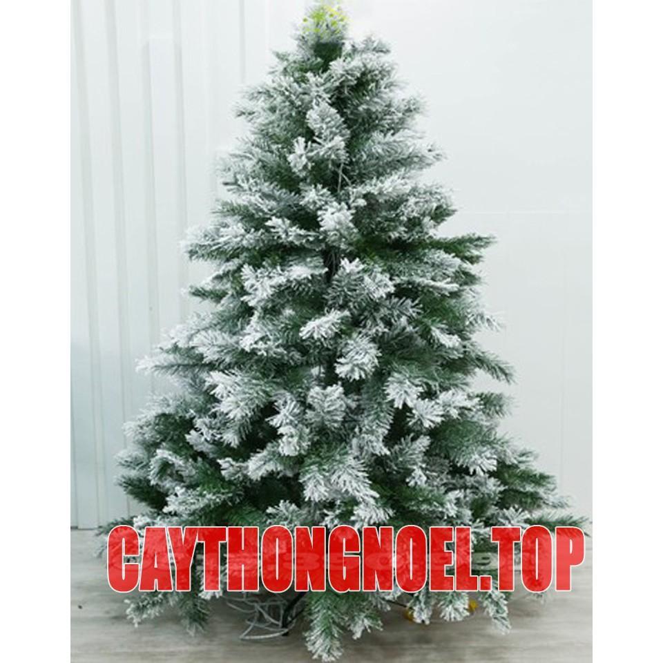 Cây thông noel phủ tuyết cao 2m - Cây cao cấp tán dày và rộng