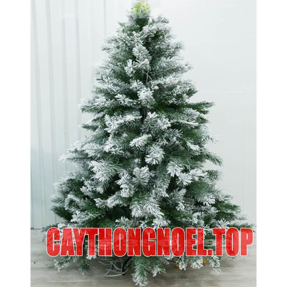 Cây thông noel phủ tuyến 2m - Cây thông cao cấp - Tán dày và rộng