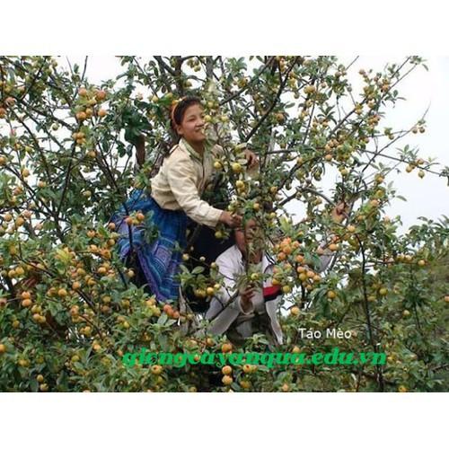 Cây táo mèo giống - kh15dl