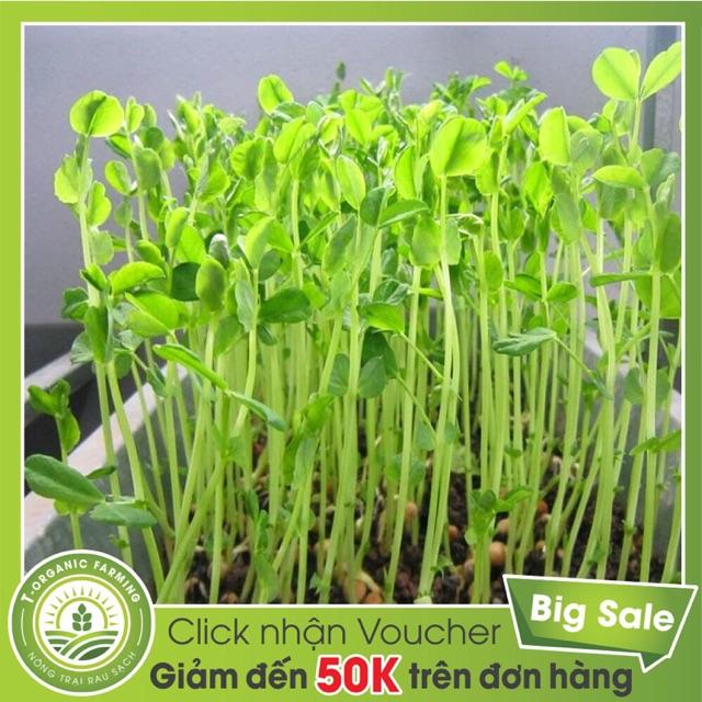 Hạt giống mầm đậu Hà Lan