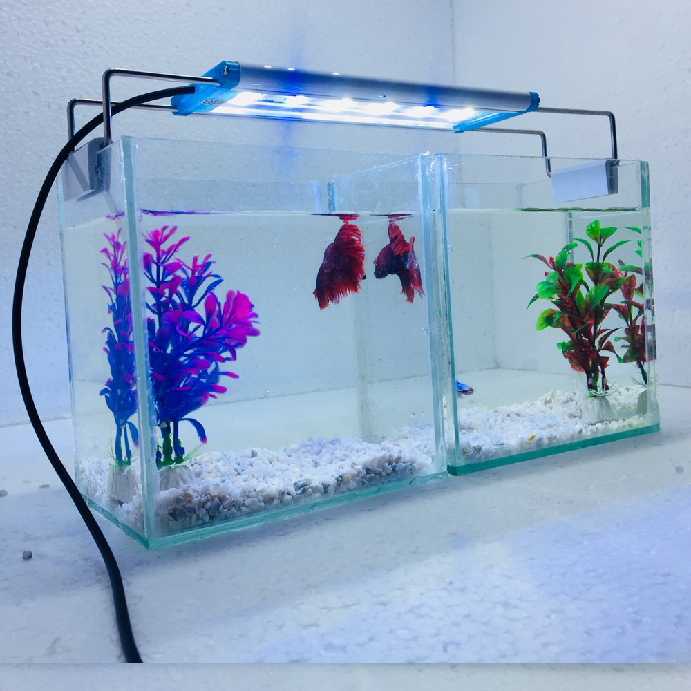 Combo 2 bể cá mini để bàn 15cm có đèn led