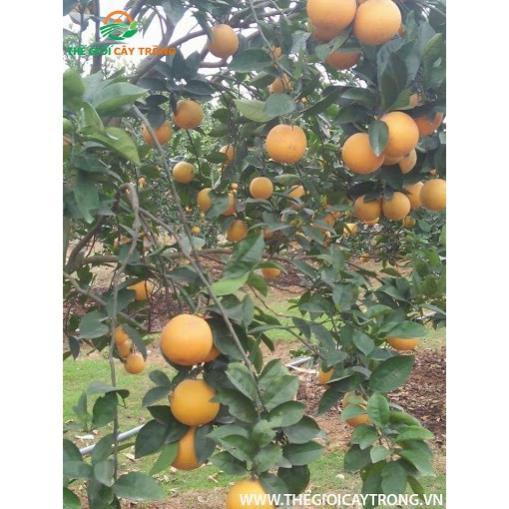 CÂY GIỐNG CAM Valencia -V2