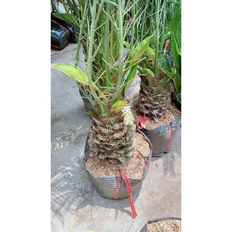 Cau Nga Mi Có Hoa Lớn