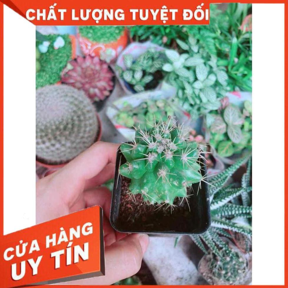 Xương Rồng Kim Hổ Nhiều Người Mua