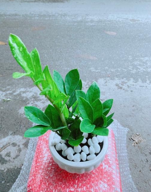 Chậu Kim Tiền Thái