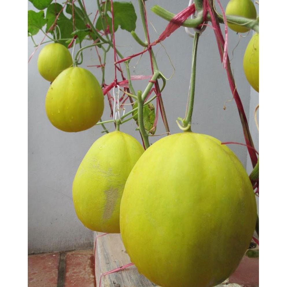 5 hạt giống dưa kim cô nương
