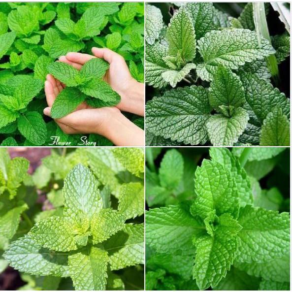 Hạt giống cây Bạc Hà Âu 100 hạt/gói