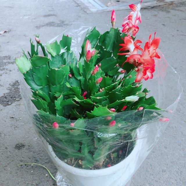 Hoa Tiểu Quỳnh