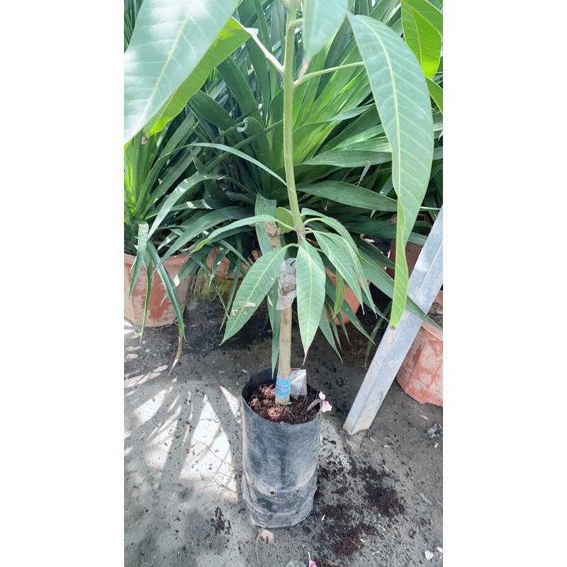 Cây Xoài Giống Cát Hoà Lộc