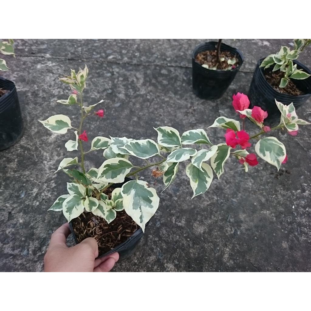 Cây hoa giấy cẩm thạch - cây cảnh để bàn + tặng phân bón cho cây