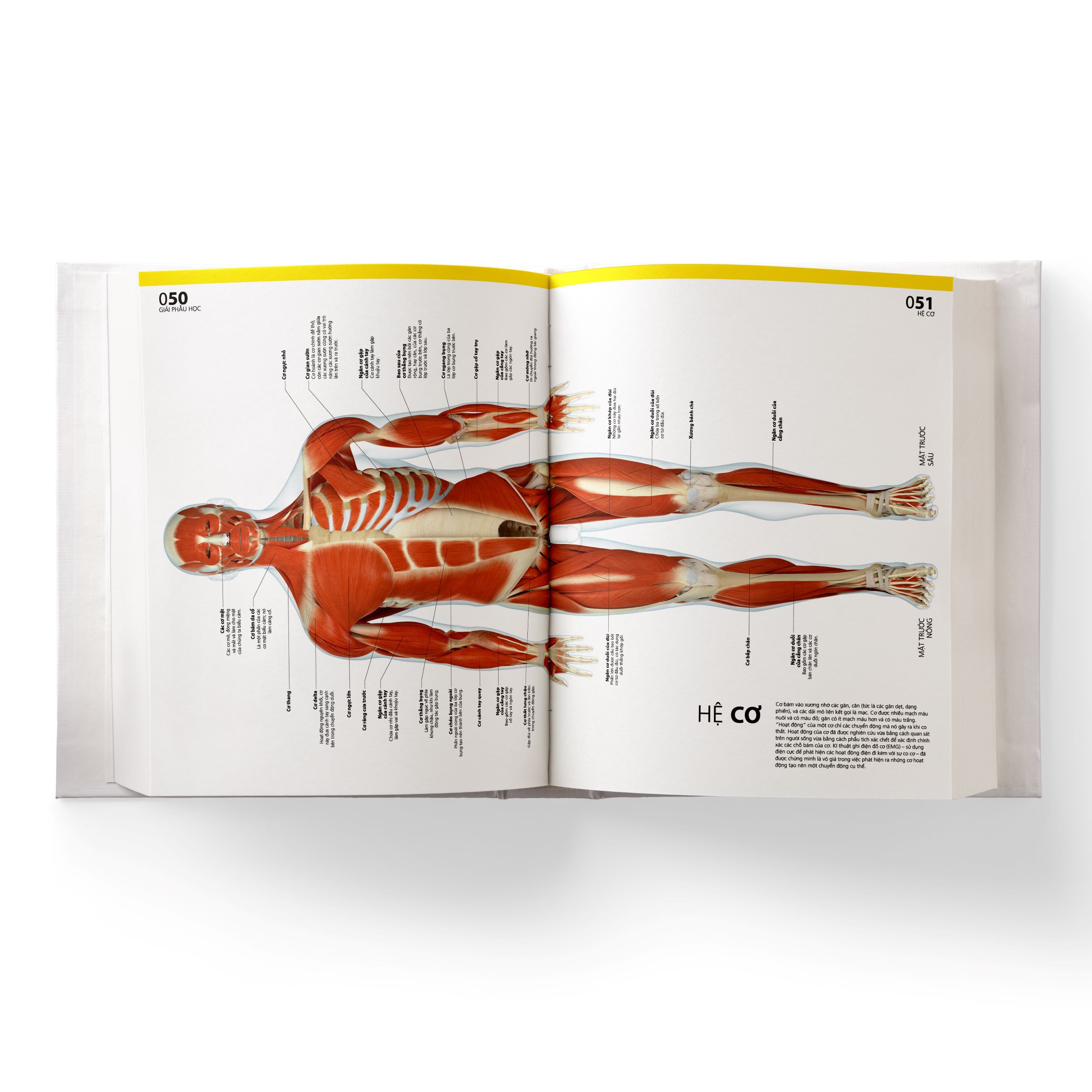 Sách Atlas Giải Phẫu Cơ Thể Người