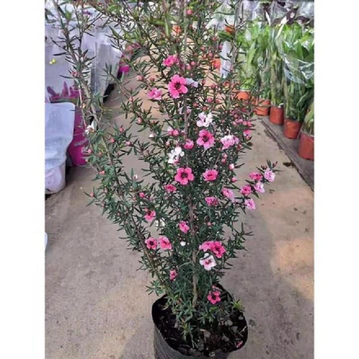 Chậu Cây hoa tùng tuyết mai