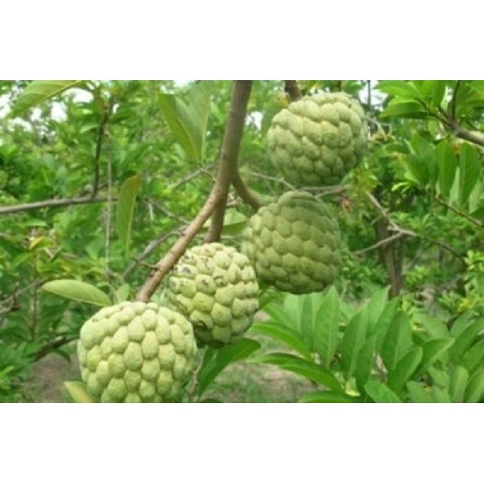 CÂY GIỐNG NA THÁI LAN - SAI QUẢ THƠM NGON - QUẢ TO - CHUẨN GIỐNG F1