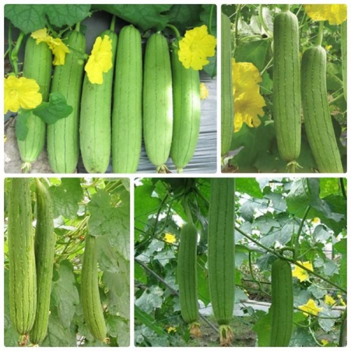 1Gr Hạt Giống Mướp Hương