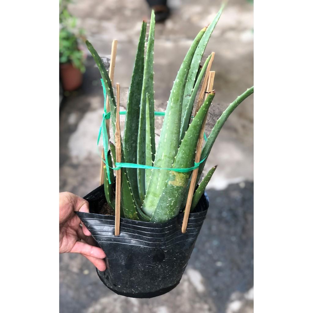 Cây Nha Đam lá to dùng chế biến thực phẩm